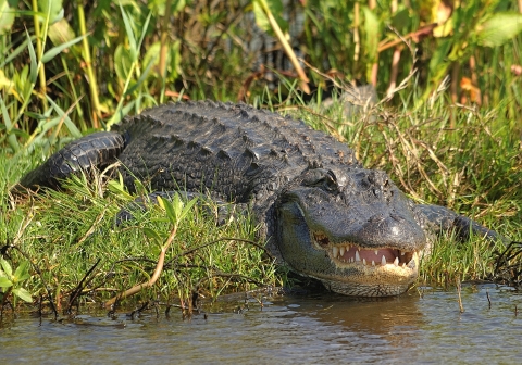 A large alligator, crouched close to the ground with its jaw slightly open, about to enter the water
