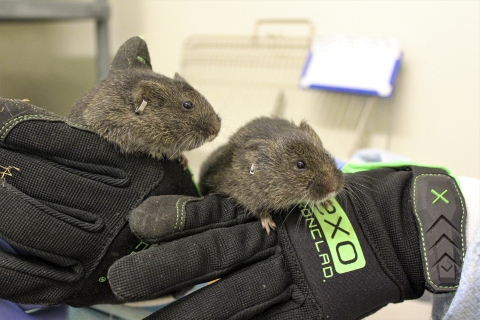 Two brown mammals with ear tags are held by gloved hands.