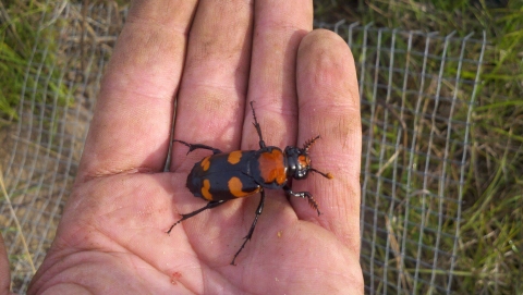 A black beetle with four red-orange markings held in a person's hand