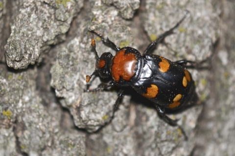A black beetle with four red-orange markings on a rocky surface
