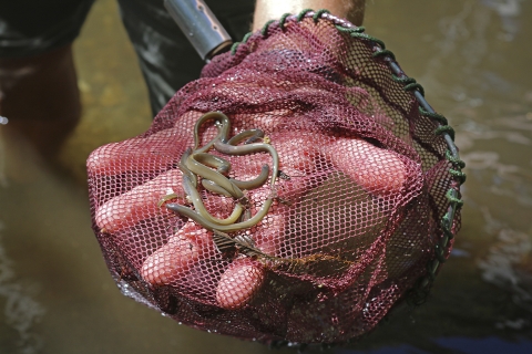 a hand holding a net with several parasitic eel-like fish with a gaping mouths