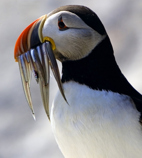 Atlantic Puffin with fish
