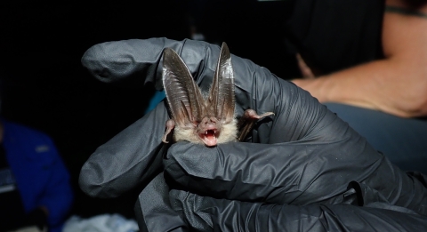 Ozark big-eared bat being prepared for transmitter attachment.