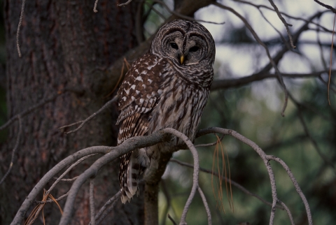 Barred owl at Malheur NWR