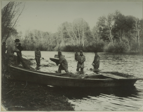 Historical photo of men standing next to a boat in a creek moving adult salmon from the creek onto the bank. 