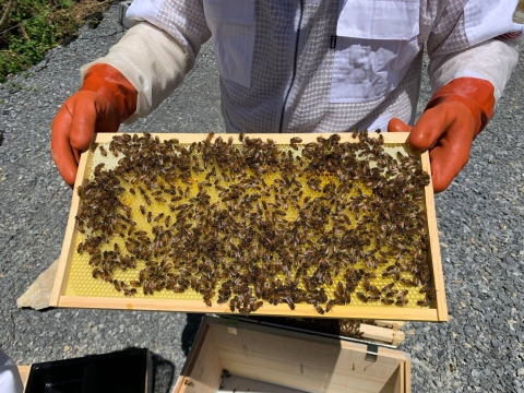 Apiary frame covered in working honeybees and honey