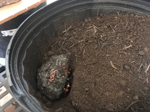 A black bucket filled with dirt and a quail carcass being fed on by beetle larvae