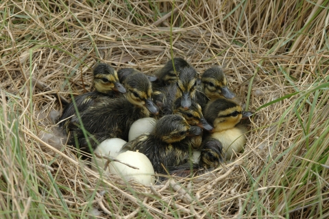 A full nest of black duck chicks and eggs 