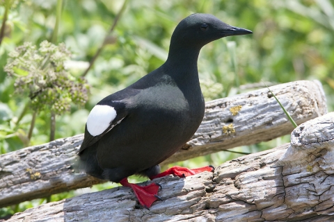 Black Guillemot on a log