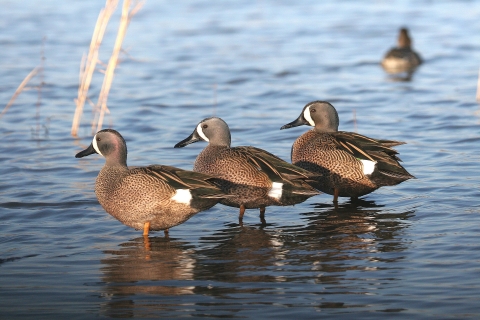 Three blue-winged teal standing in shallow water.
