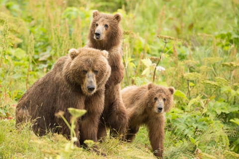 An adult brown bear and two cubs look at the camera at Kodiak National Wildlife Refuge in Alaska.