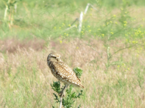 a burrowing owl perched on a bush in a field of grass