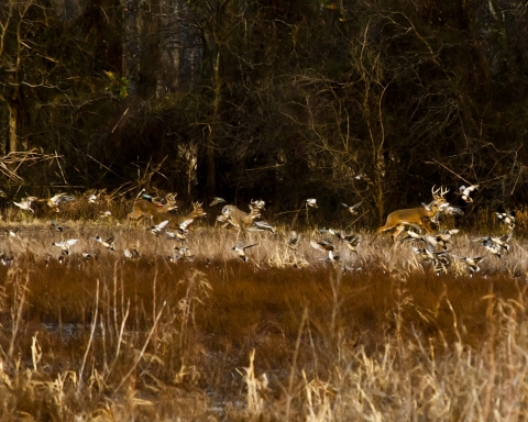 Deer running through a wetland flushing waterfowl.