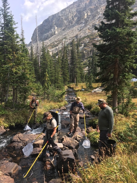 Five people walking in a mountain stream with nets