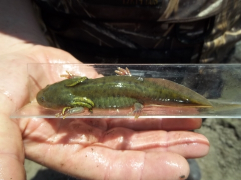 A large green salamander