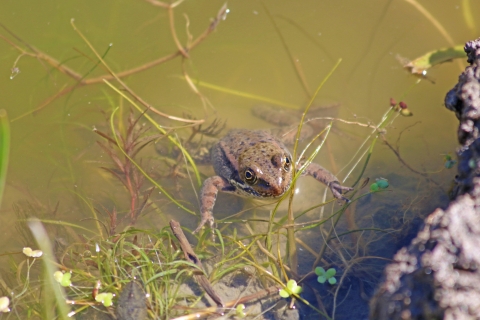 A frog floating in murky green water