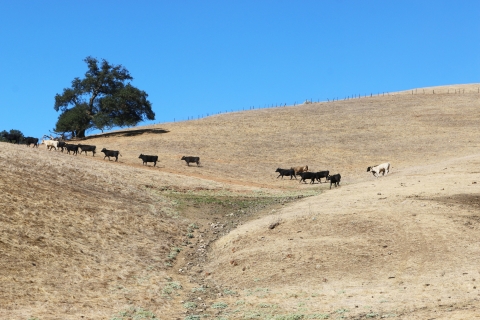 Cattle grazing in a large field