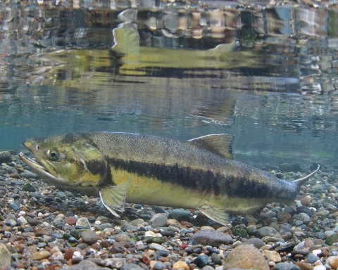 chum salmon swimming in river, Western Washington Fish 