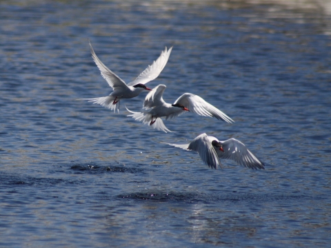 Common Terns in fight