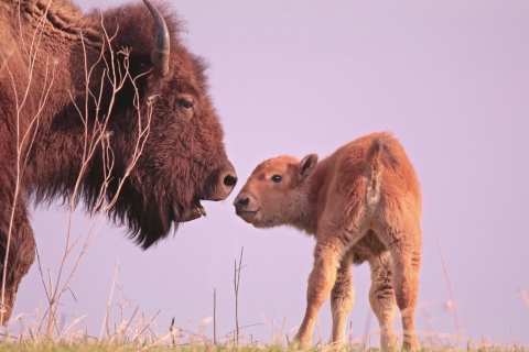 A hairy brown bison and calf stand nose to nose at Neal Smith National Wildlife Refuge in Iowa.