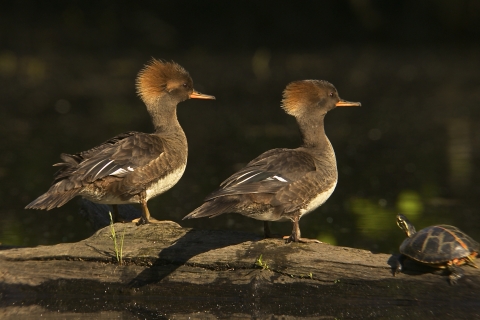 Two female hooded mergansers sitting on a log beside a turtle.