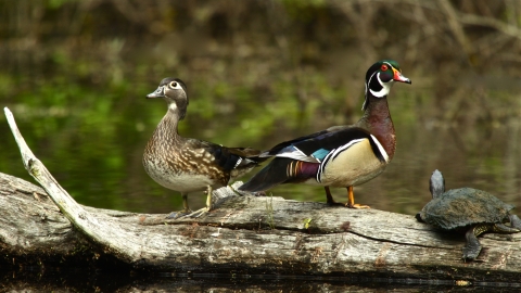 A wood duck pair sitting on a log beside a turtle.