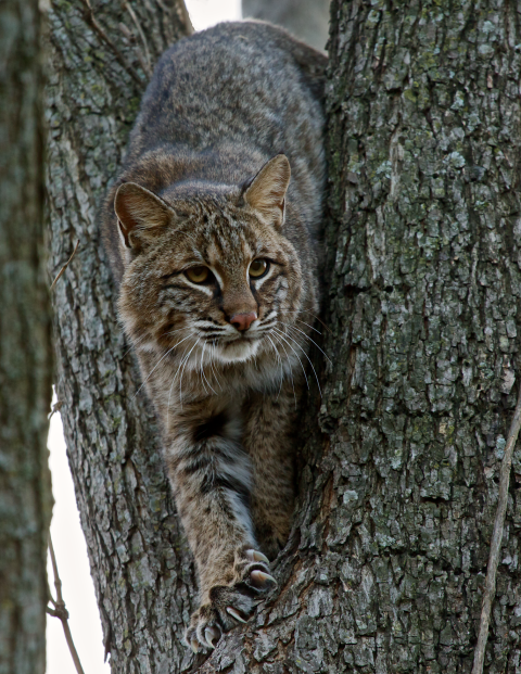 A bobcat climbing down a tree.