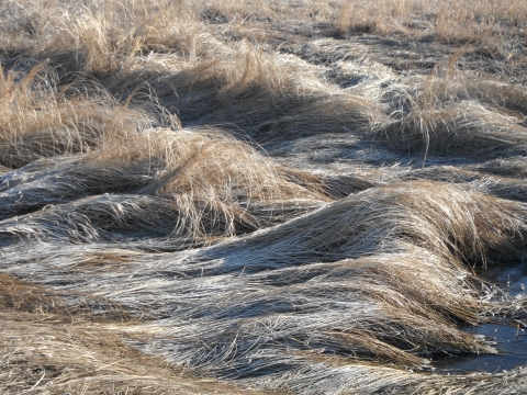 Waves of frozen, frosty prairie grasses