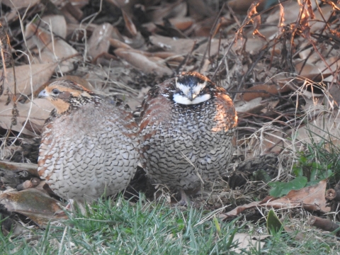A male and female Northern Bobwhite quail sitting on the ground.