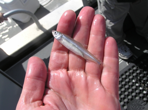 A small silver fish in a person's hand