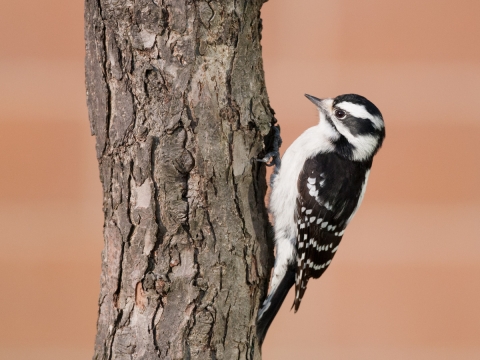 A black and white downy woodpecker hangs on the side of a tree.