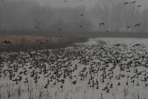 An image of  a large flock of ducks sitting in a wetland.