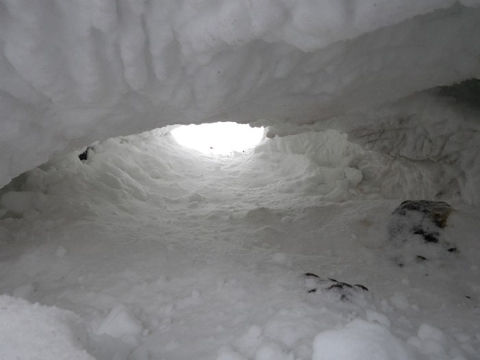 View from inside an empty polar bear den dug into the snow, looking out through the entrance hole toward the white sky.