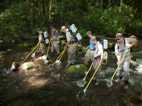 7 people dressed in waders walking through a stream equipped with backpack shockers and holding electrodes into the water. 
