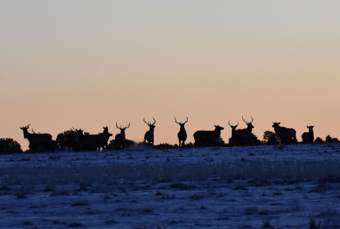 A herd of elk stand in silhouette at sunrise