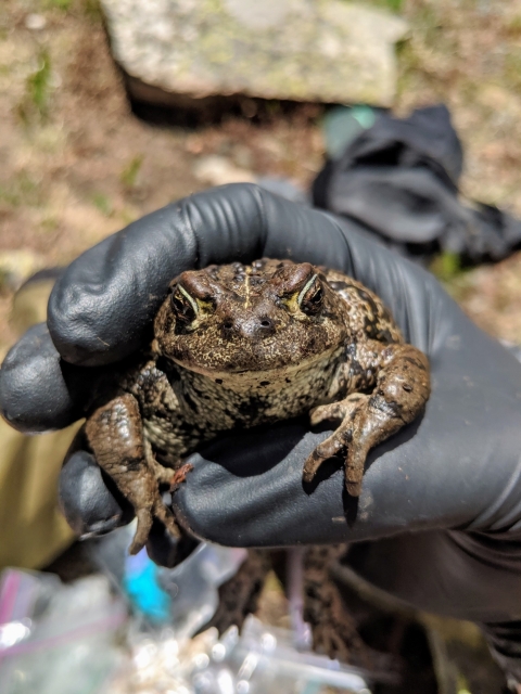 a large toad held in a gloved hand