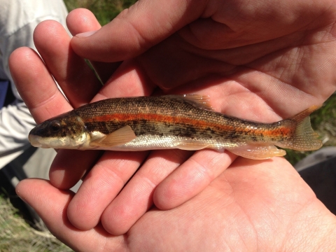 a small fish with a red stripe held in a person's hand
