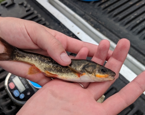 a small fish with orange coloration held in a person's hand