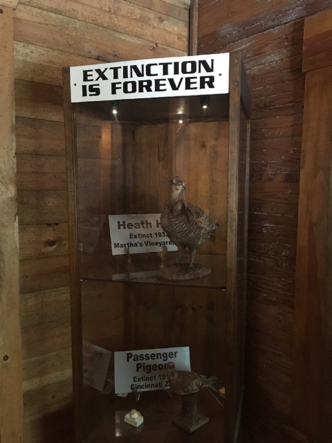 A glass display case titled "Extinction is forever" with model figures of extinct species