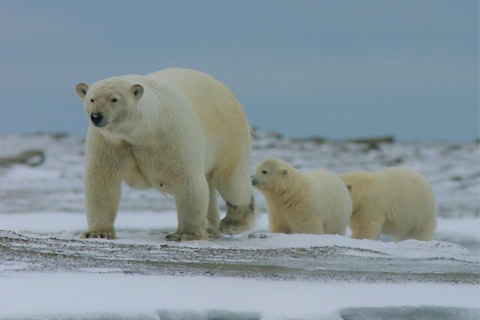 A polar bear with two cubs following her over the snow.