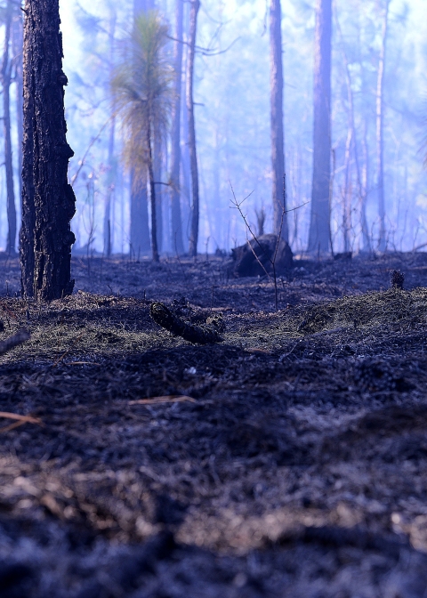 Charred forest after a prescribed burn