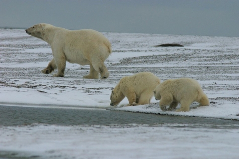 A polar bear mother and two COYs sniffing the air and the ground as they walk across a frozen landscape.