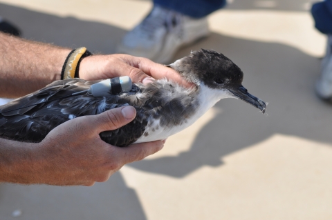 Greater Shearwater with GPS transmitter