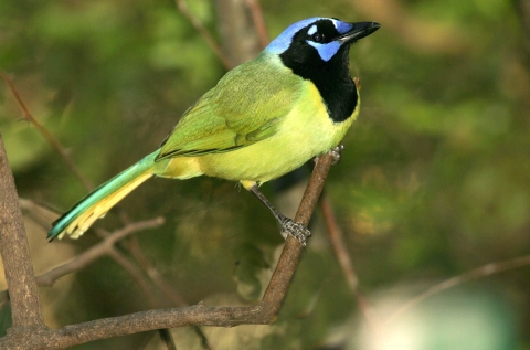 A small, mostly yellow-green bird with black and light blue markings on its breast and face perched on a thin branch
