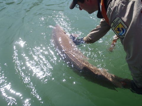 Closeup of biologist releasing lake sturgeon into the Niagara River.