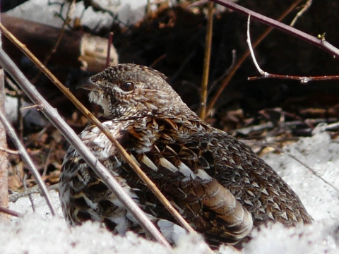 A brown and white grouse sits in a bed of snow.