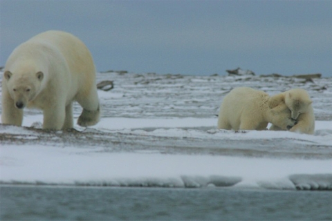 Two polar bear cubs play together on snowy tundra while their mother walks nearby.