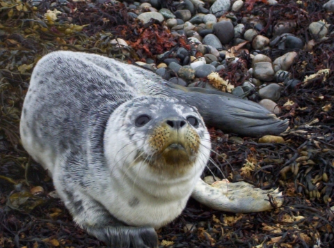 Harbor Seal Pup