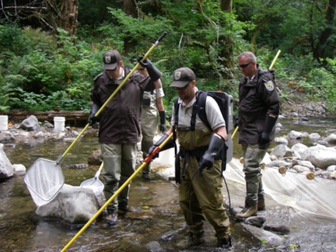 FWS biologists sampling for juvenile in Abernathy Creek. This field sampling is used to capture wild steelhead to implant PIT tags, recapture hatchery steelhead that may not have left the creek after their release from the hatchery (i.e. residualized), and to collect tissue sample for genetic analyses.