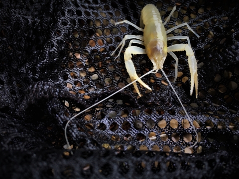 Hell Creek cave crayfish captured at new species location.